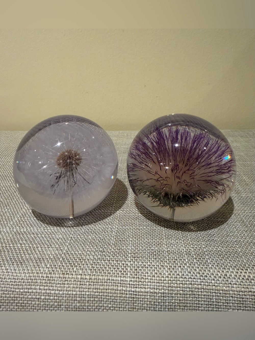 Hafod Grange Real Dandelion & Thistle Seed Botanical Paperweights Set